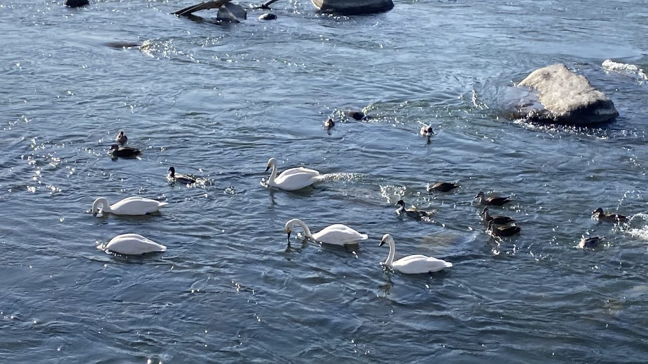 千曲川の白鳥