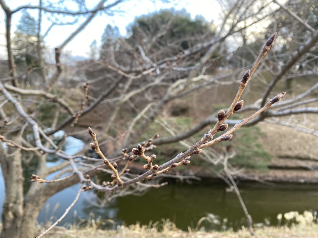 桜のつぼみ（上田公園）