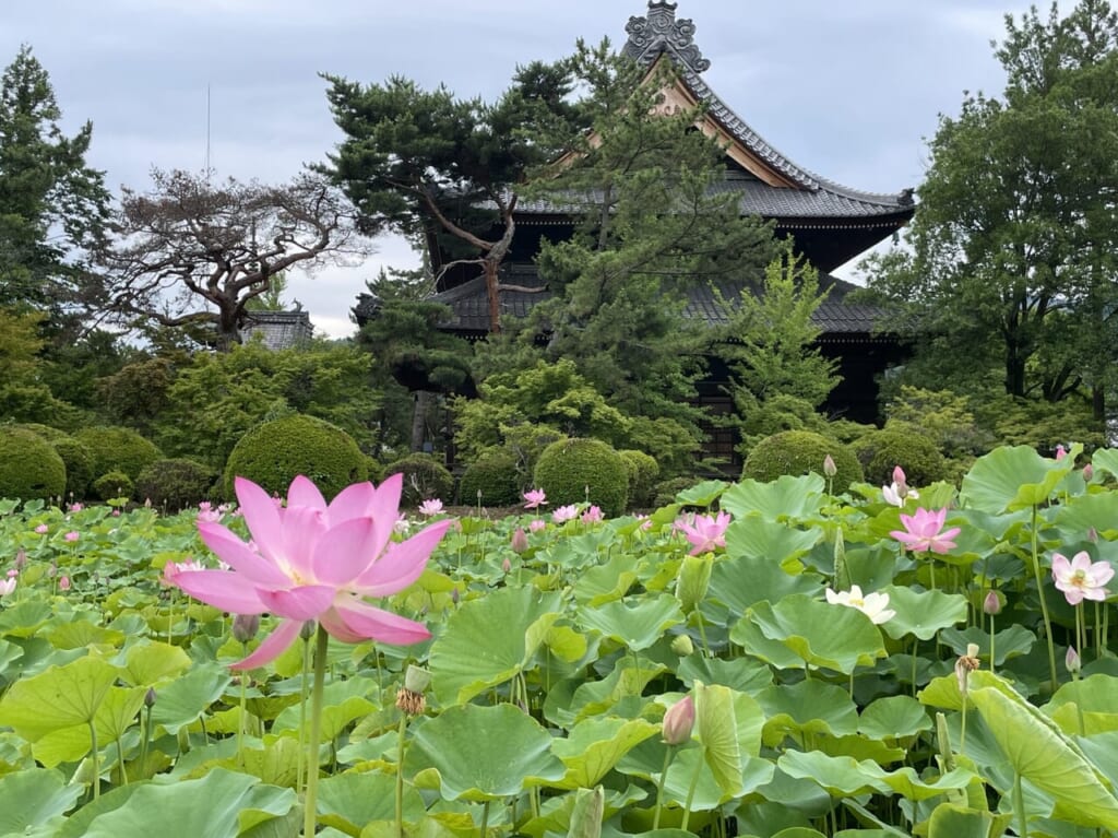 2024年信濃国分寺の蓮池