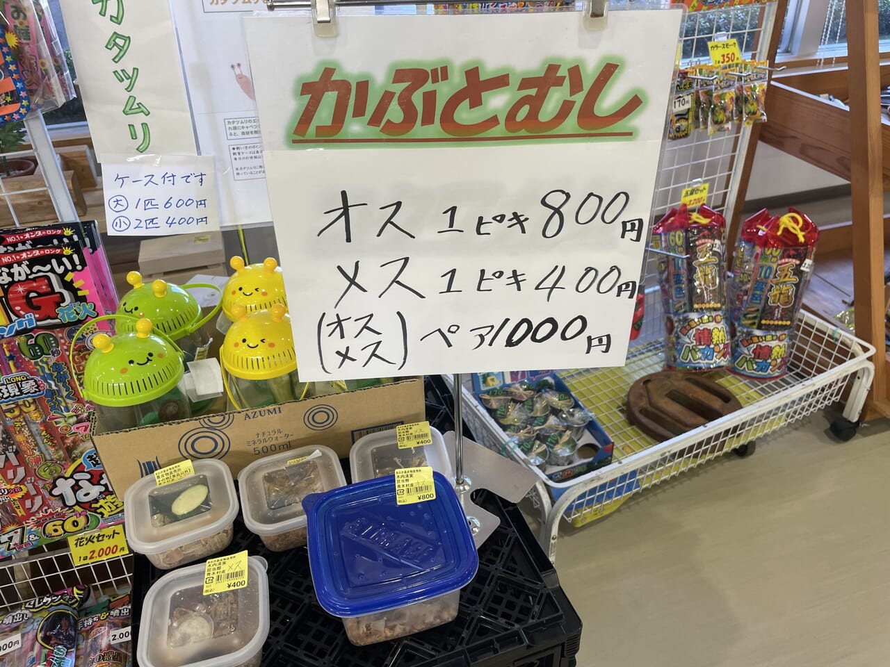 カブトムシ販売