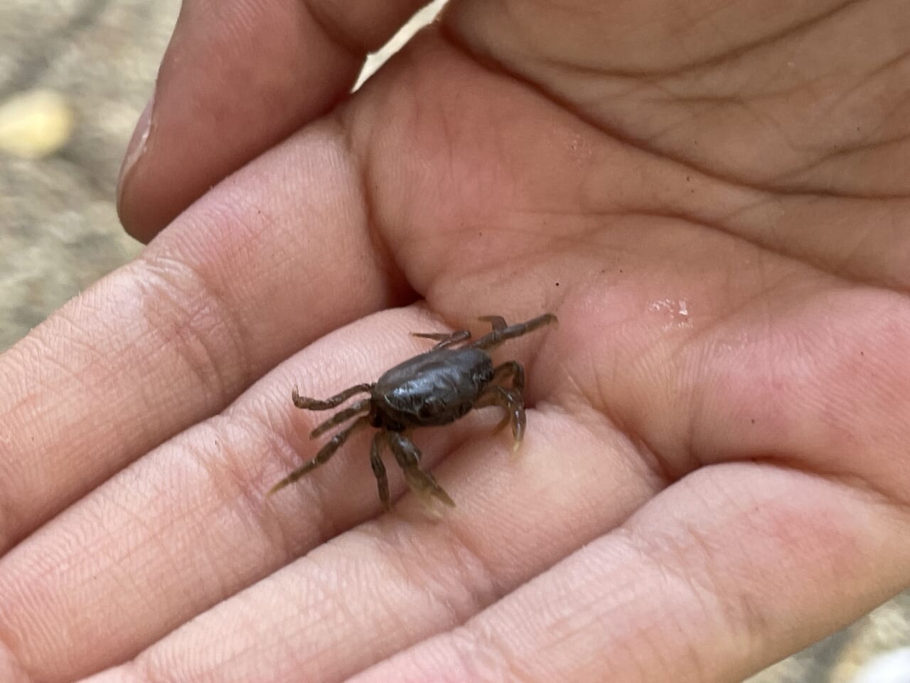 東御中央公園のサワガニ