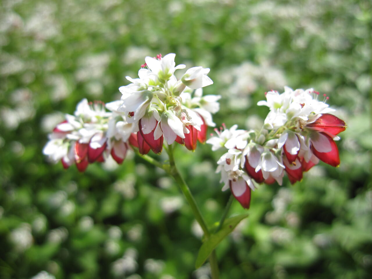 タチアカネ蕎麦の花