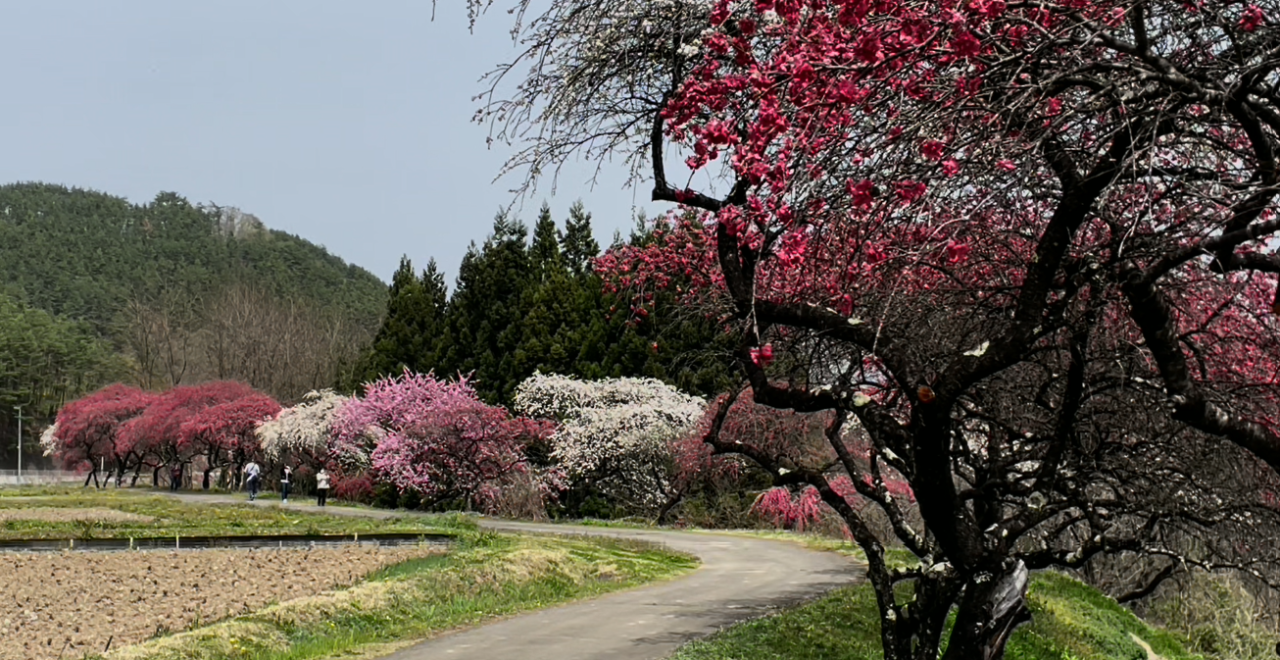 花桃の里