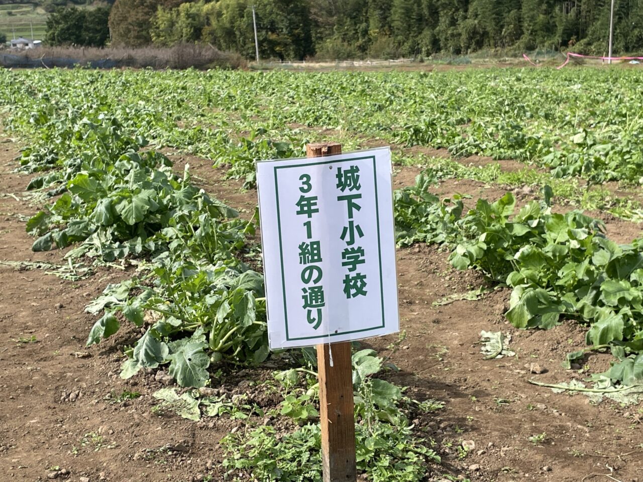 うえだみどり大根の畑