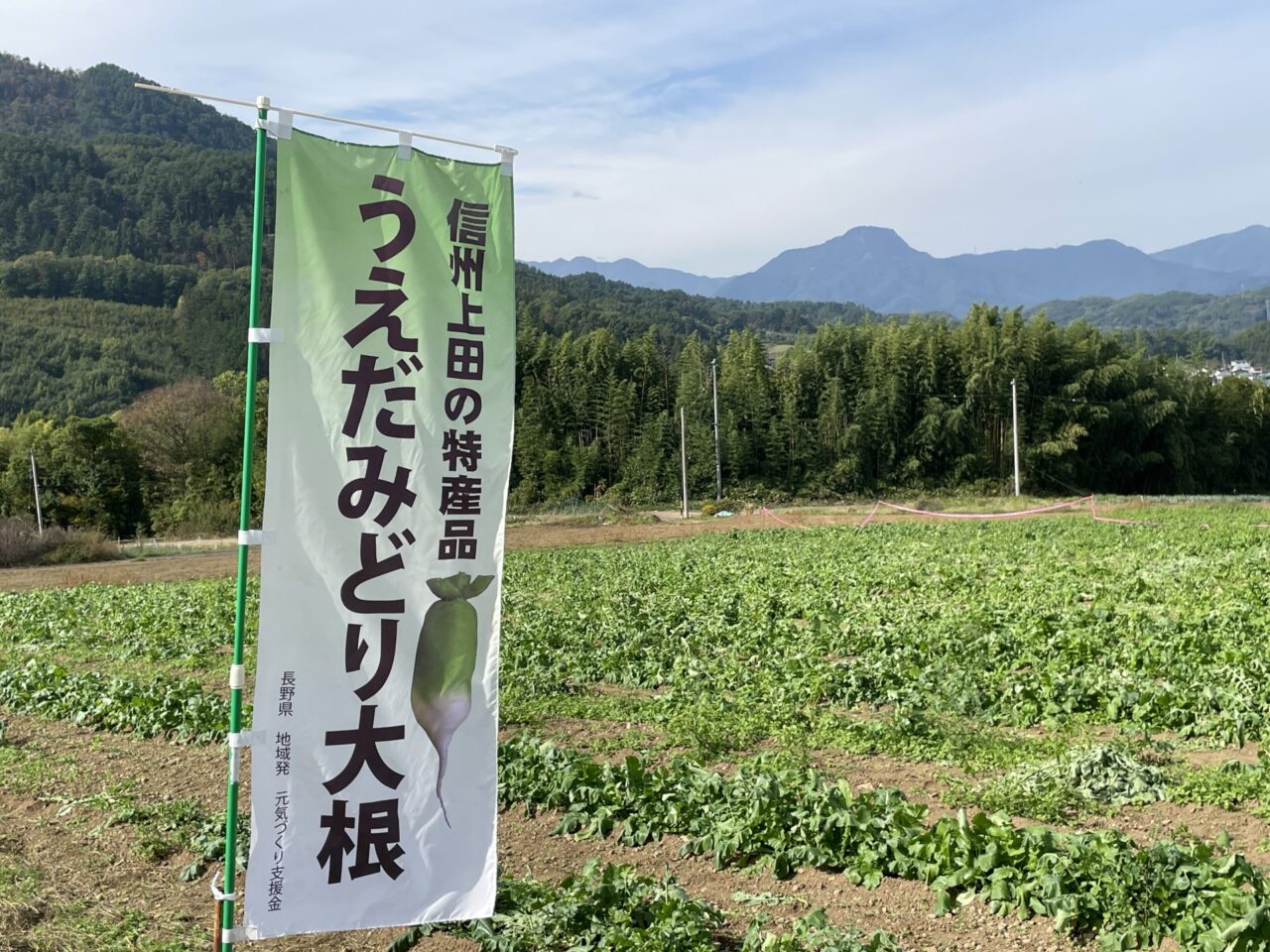 うえだみどり大根の畑