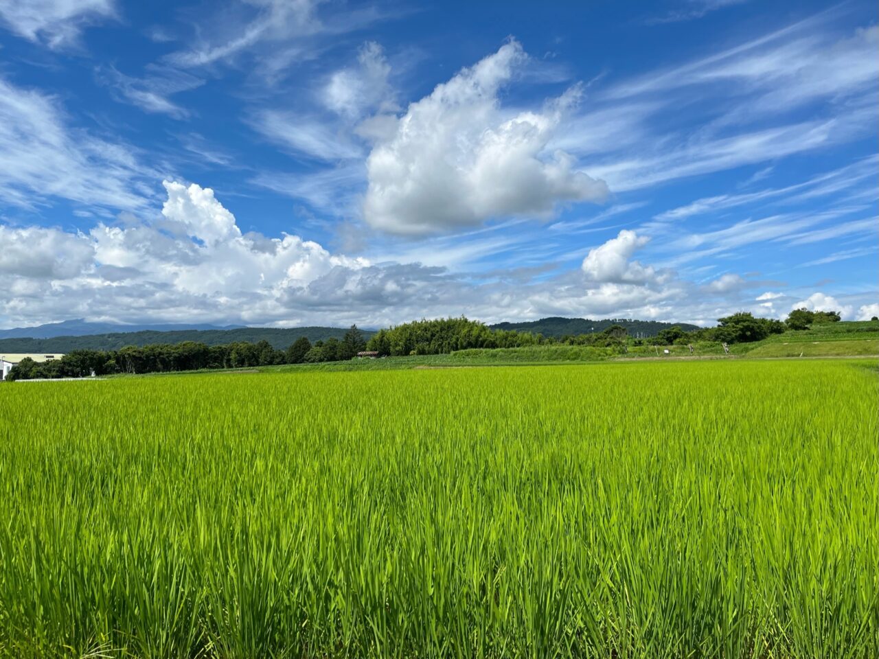 八重原の水田