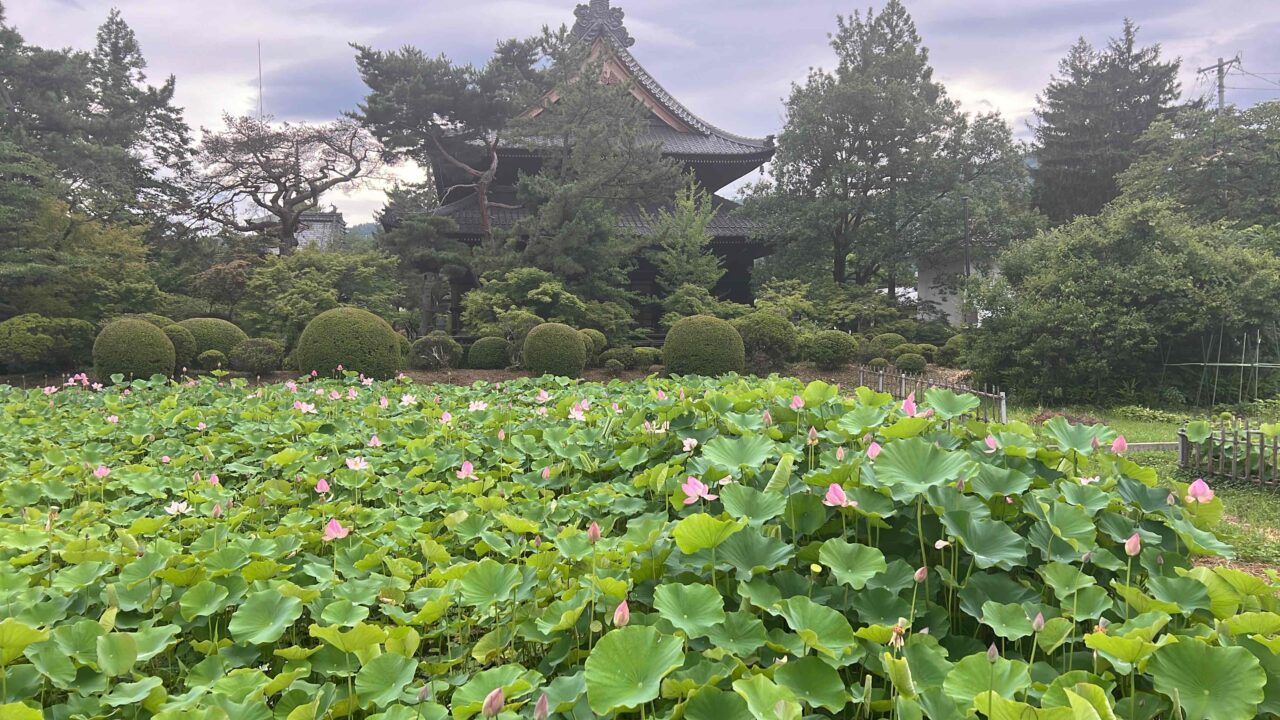 信濃国分寺のハス