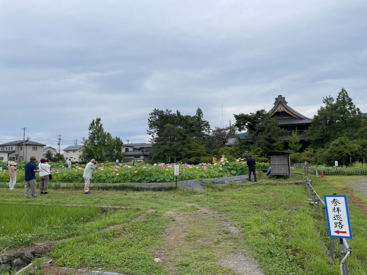 信濃国分寺のハス
