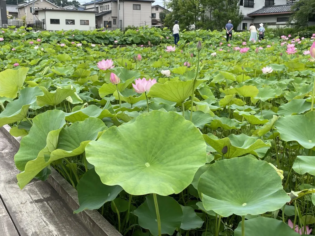 信濃国分寺のハス