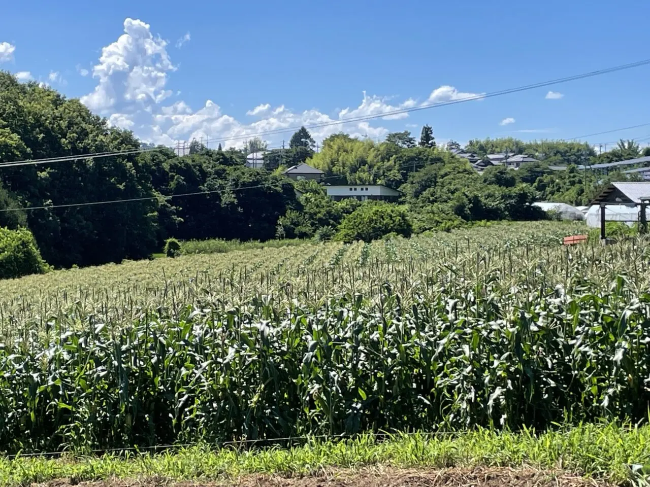 御牧八重原農園のとうもろこし畑